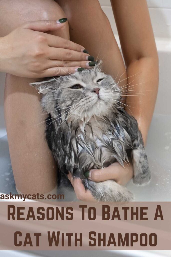 Reasons To Bathe A Cat With Shampoo