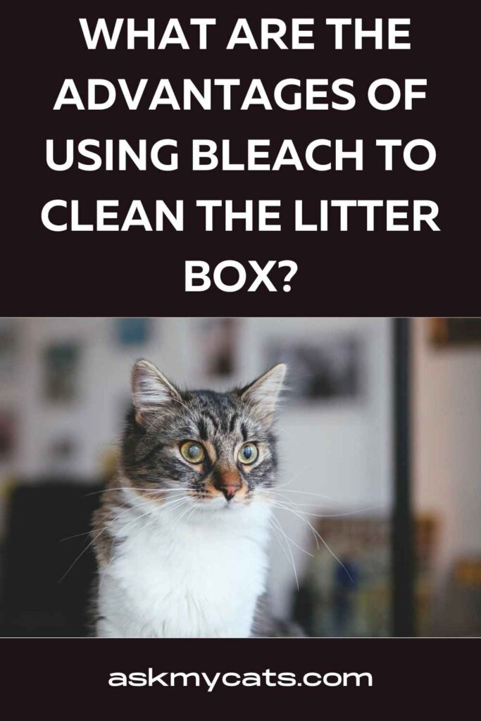 Cat litter shop and bleach