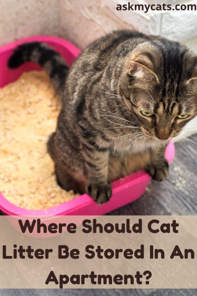 Where Should Cat Litter Be Stored In An Apartment?