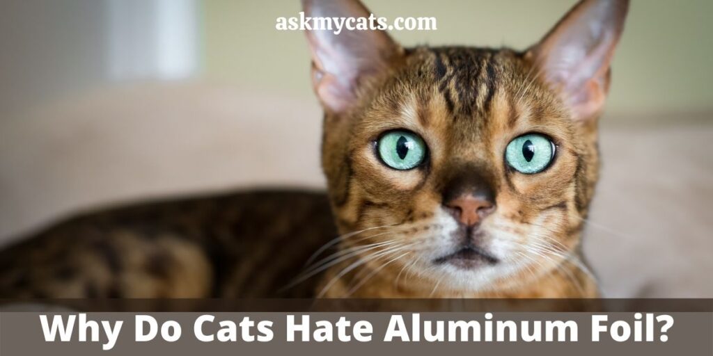 Why Do Cats Hate Aluminum Foil?