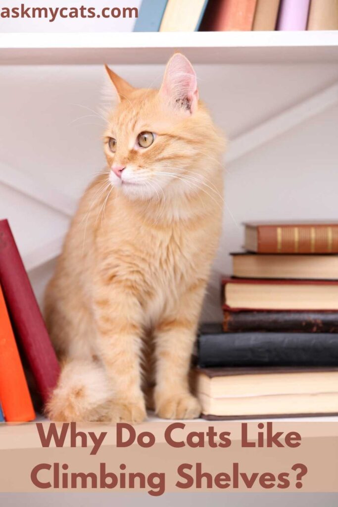 Why Do Cats Like Climbing Shelves?