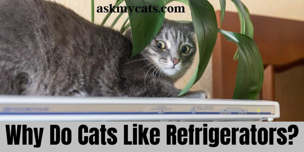 Why Do Cats Like Refrigerators?