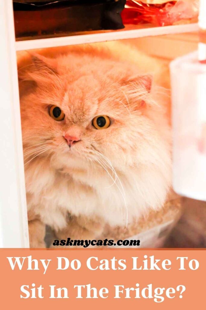 Why Do Cats Like To Sit In The Fridge?