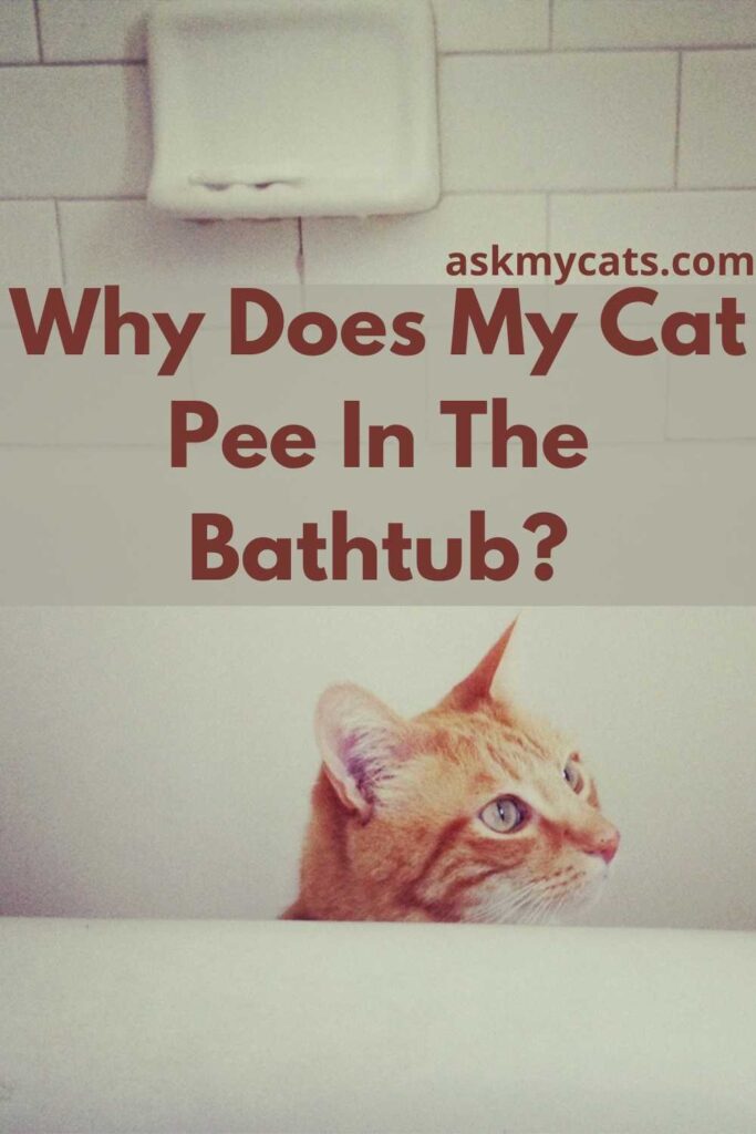 Why Does My Cat Pee In The Bathtub?