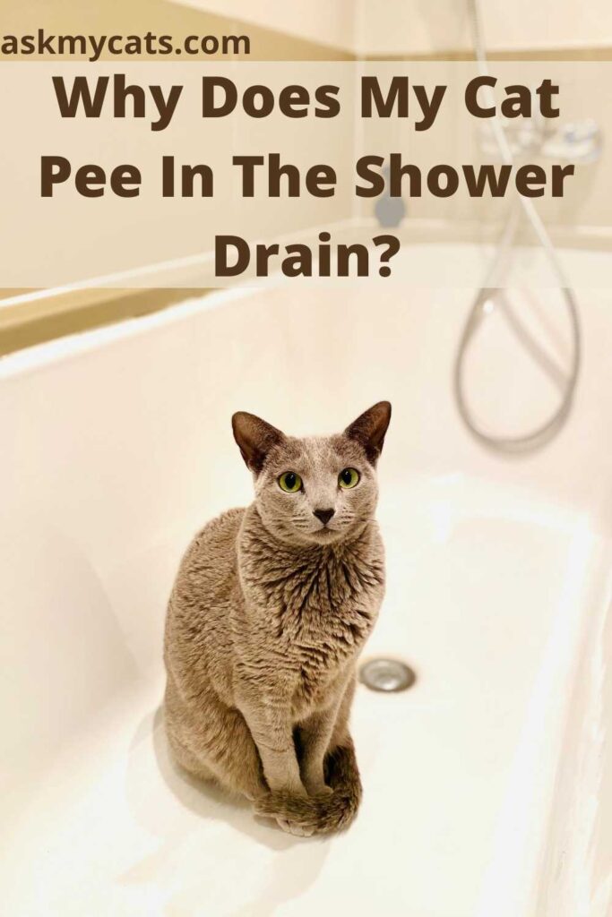 Why Does My Cat Pee In The Shower Drain?