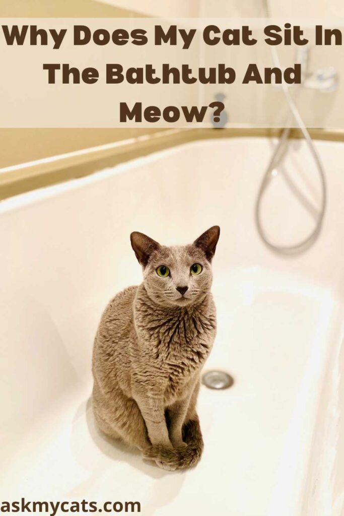 Why Does My Cat Sit In The Bathtub And Meow?