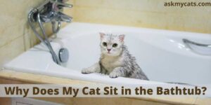 Why Does My Cat Sit in the Bathtub?