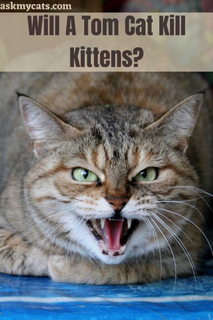 Will A Tom Cat Kill Kittens?