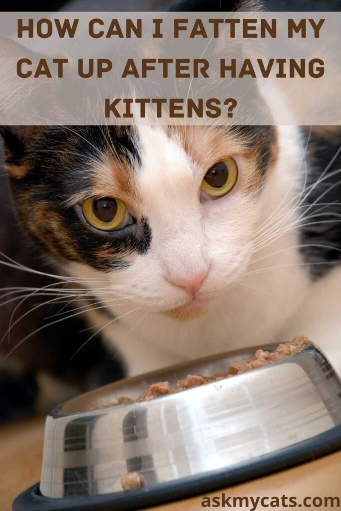 How Can I Fatten My Cat Up After Having Kittens?