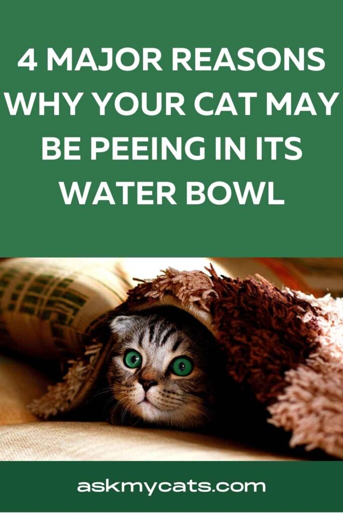 4 Major Reasons Why Your Cat May Be Peeing In Its Water Bowl