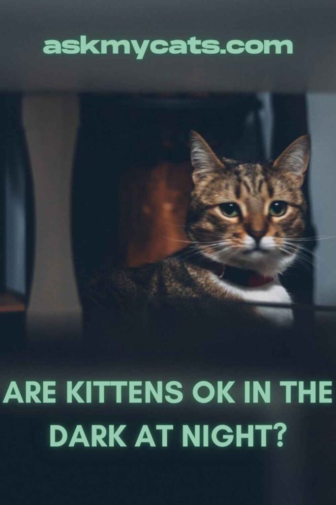 Are Kittens OK In The Dark At Night