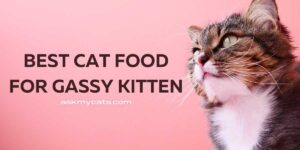 How To Choose Best Cat Food For Gassy Kitten