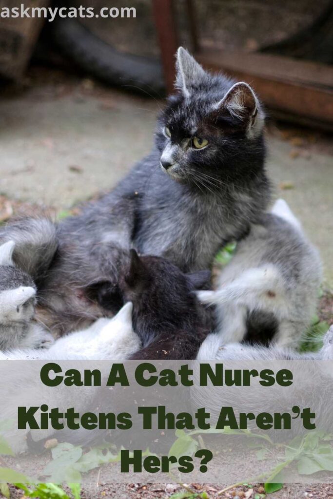 Can A Cat Nurse Kittens That Aren’t Hers?