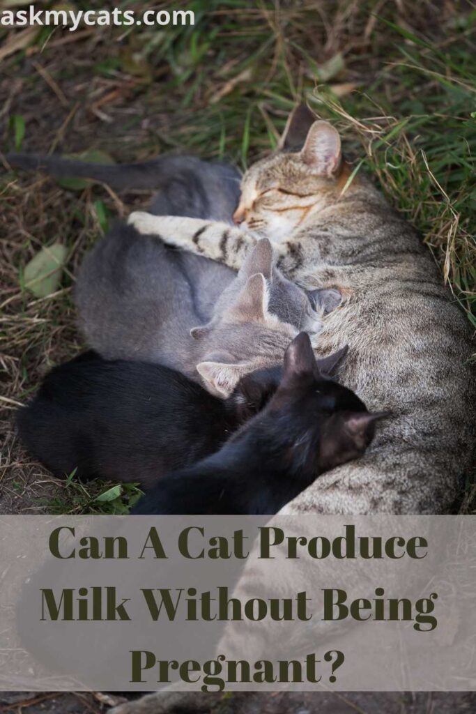 Can A Cat Produce Milk Without Being Pregnant?