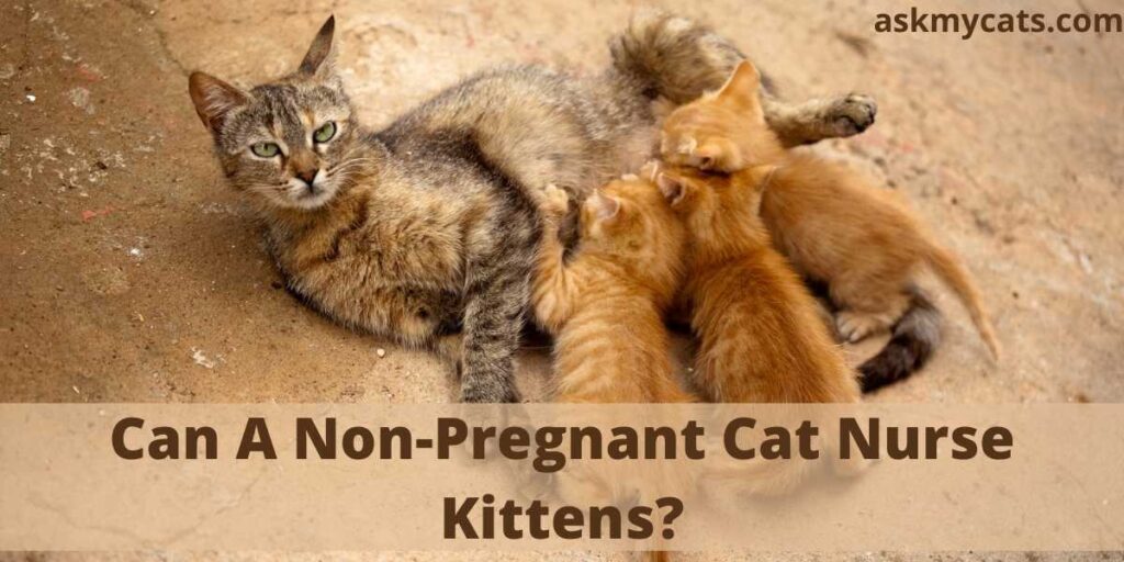 Can A Non Pregnant Cat Nurse Kittens