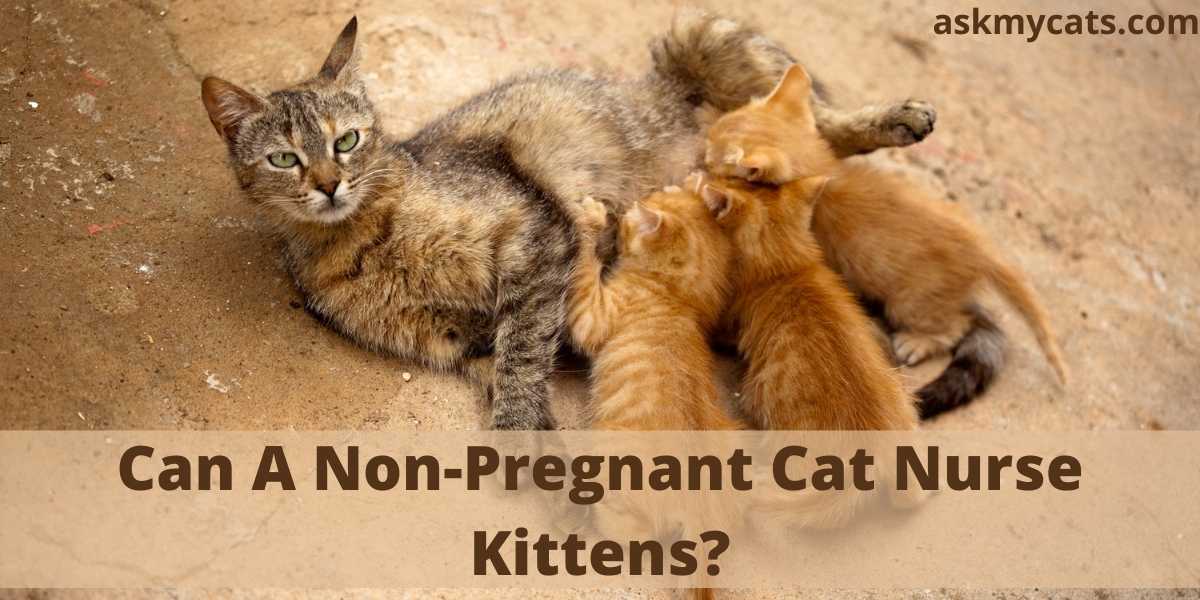 Can A Non-Pregnant Cat Nurse Kittens?