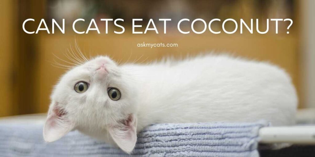Can Cats Eat Coconut