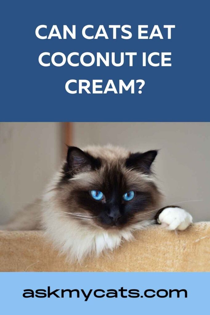 Can Cats Eat Coconut Ice Cream