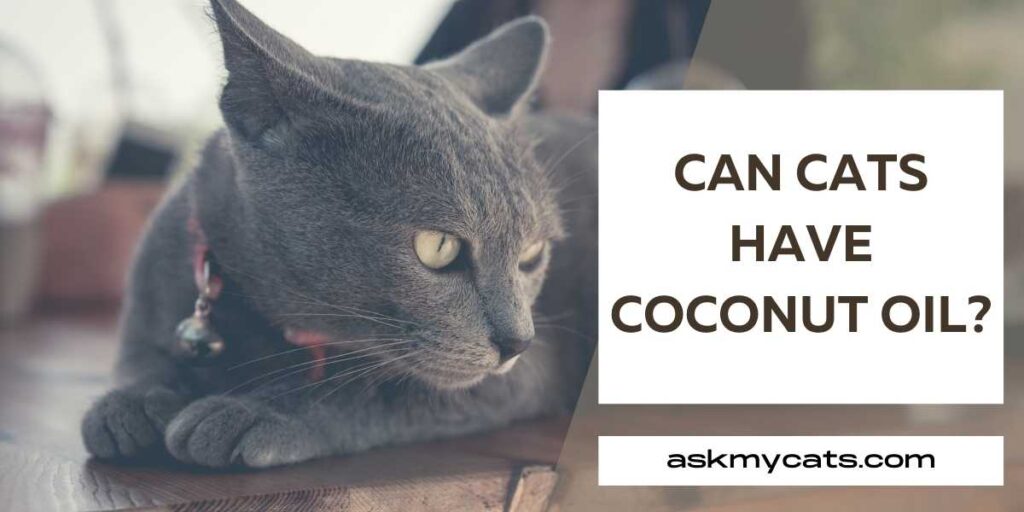 Can Cats Have Coconut Oil