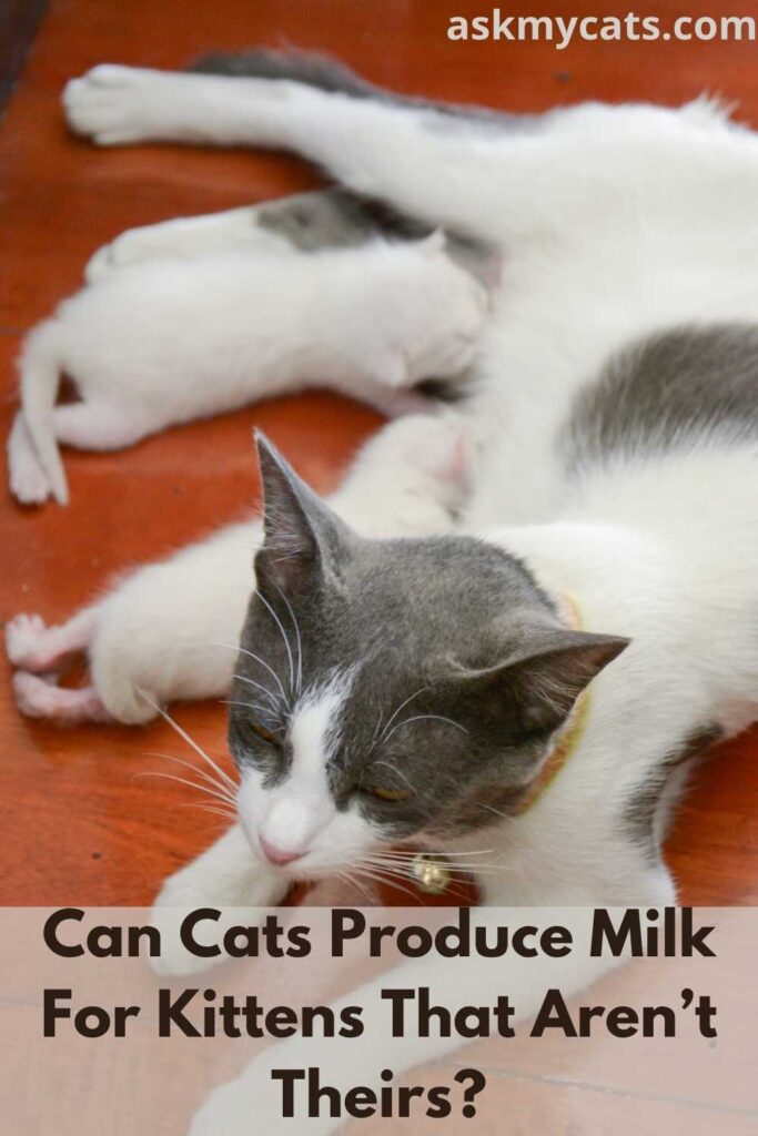 Can a spayed outlet cat produce milk