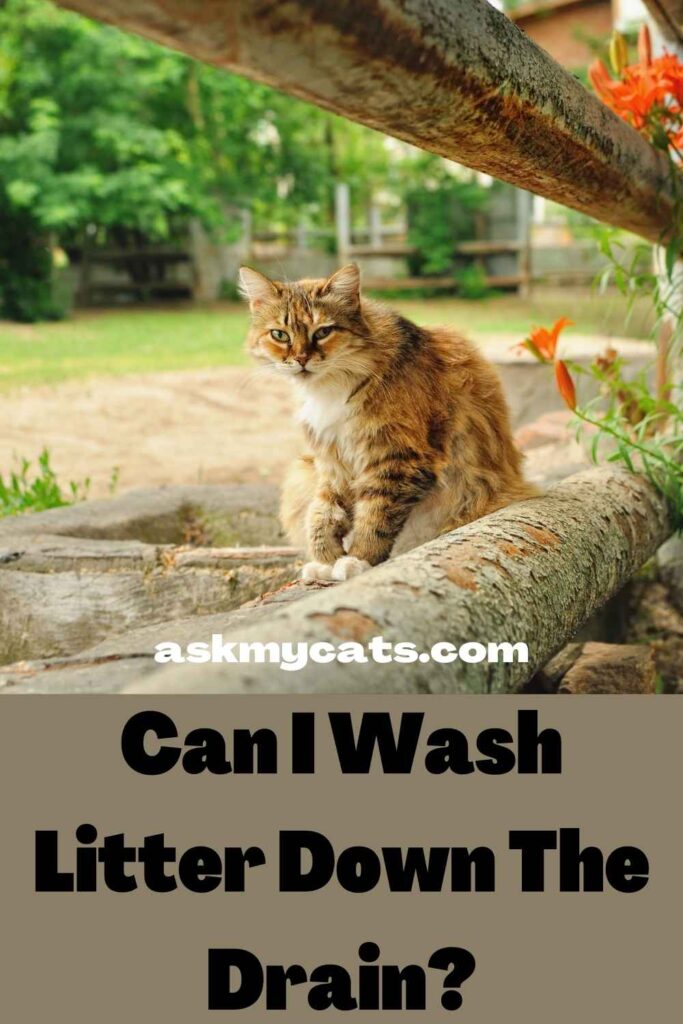 Can I Wash Litter Down The Drain?