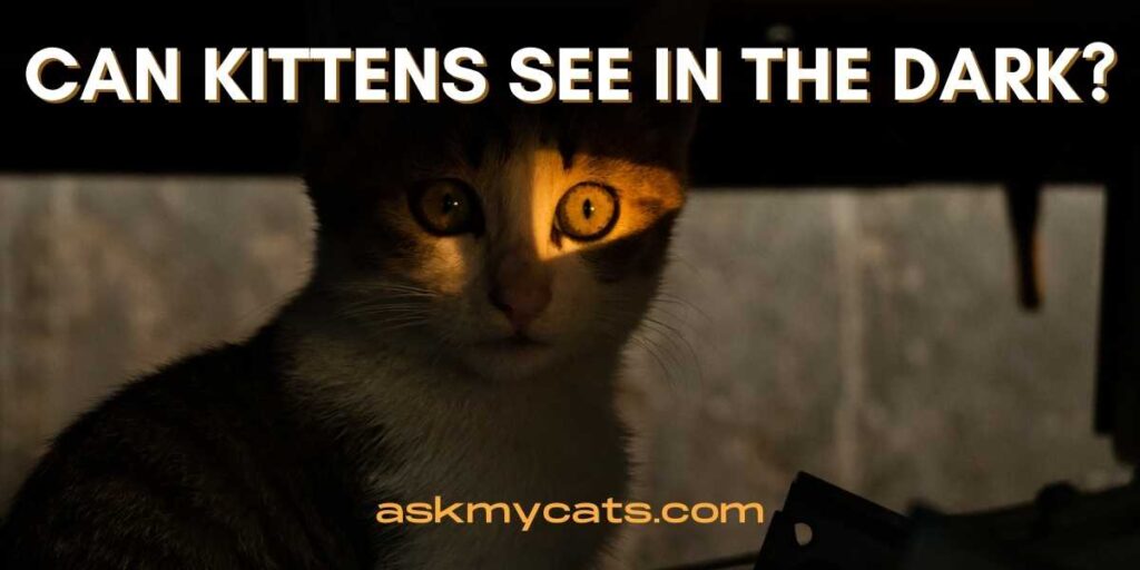 Can Kittens See In The Dark