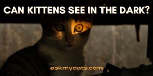 Can Kittens See In The Dark?