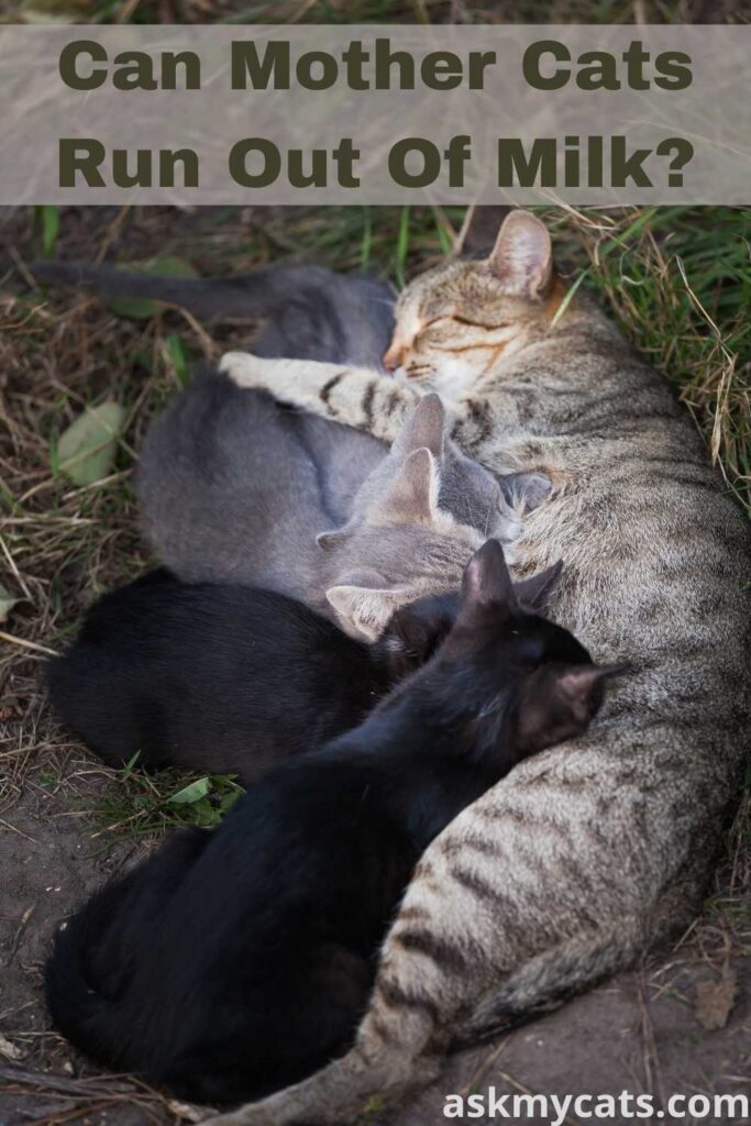 Cat not producing milk for clearance kittens