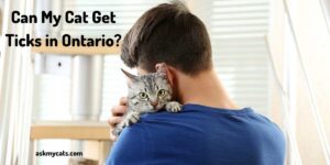 Can My Cat Get Ticks in Ontario?