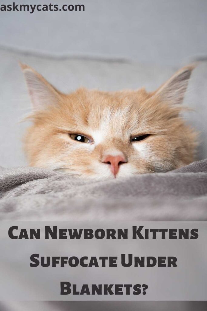 Can Newborn Kittens Suffocate Under Blankets?