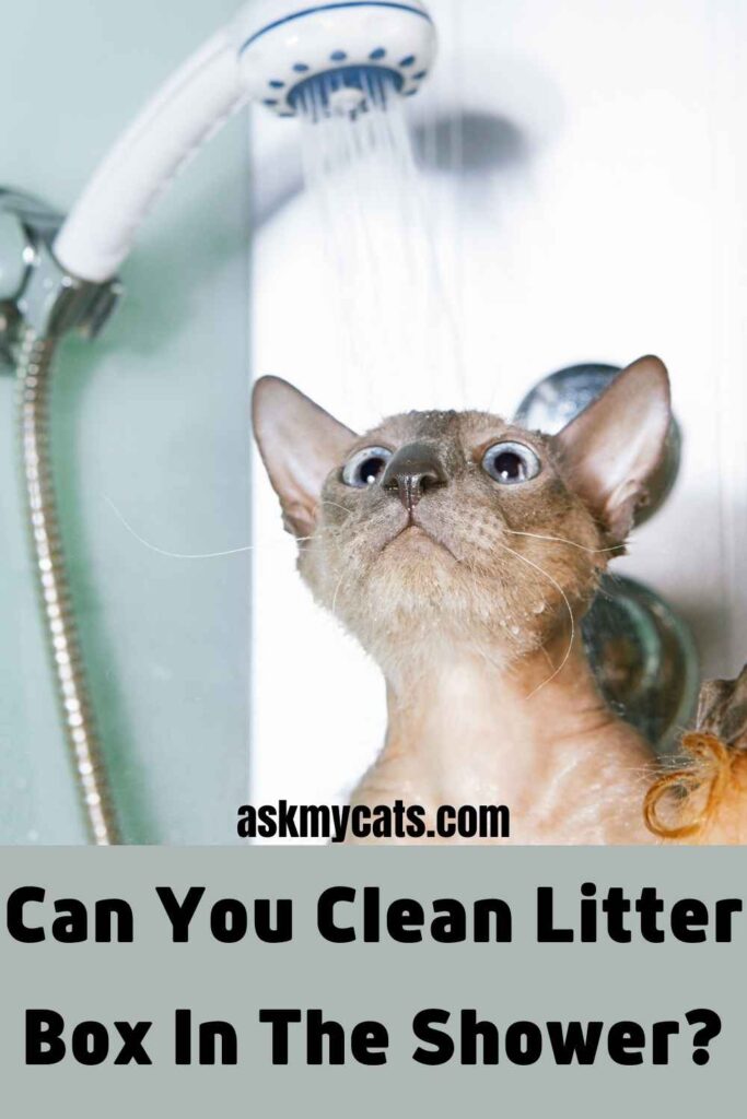 Can You Clean Litter Box In The Shower?