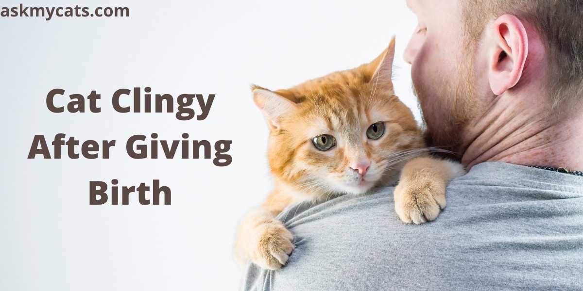 Cat Clingy After Giving Birth: Are Cats More Affectionate After Giving Birth?
