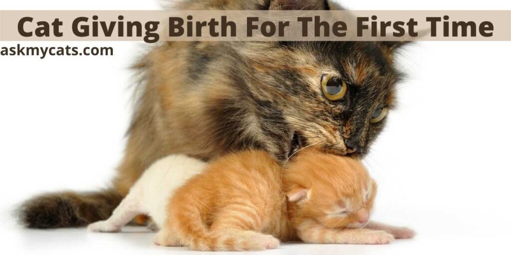 Cat Giving Birth For The First Time