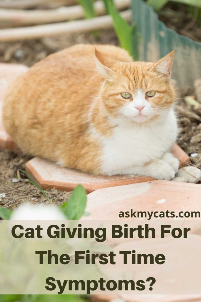 Cat Giving Birth For The First Time Symptoms?