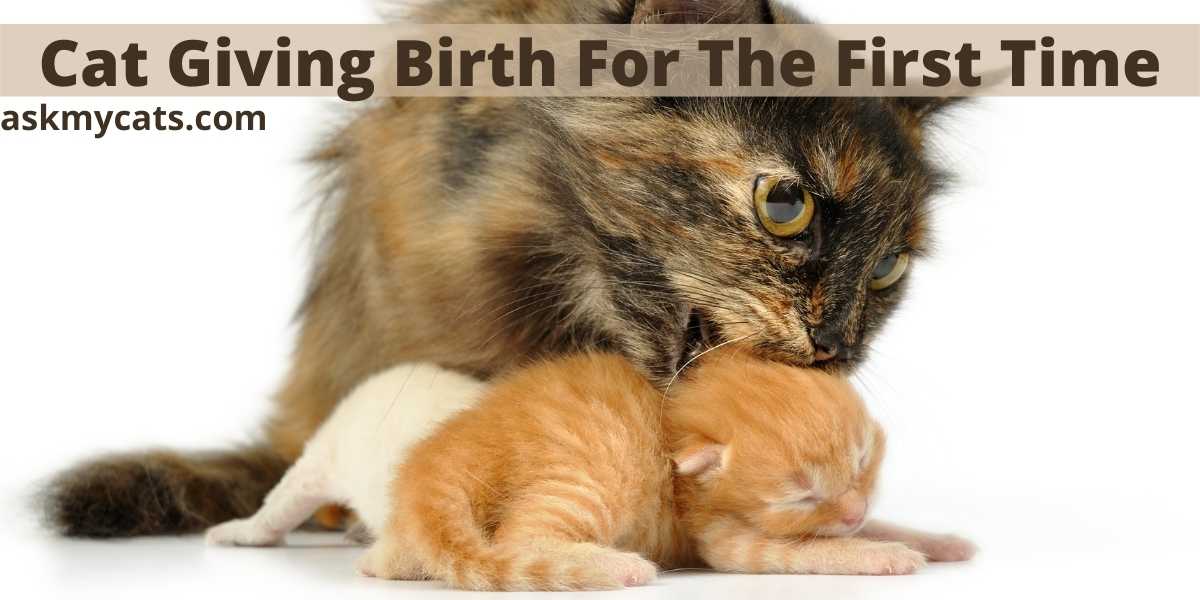 What To Expect While Cat Giving Birth For The First Time?