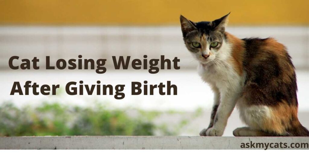 Cat Losing Weight After Giving Birth