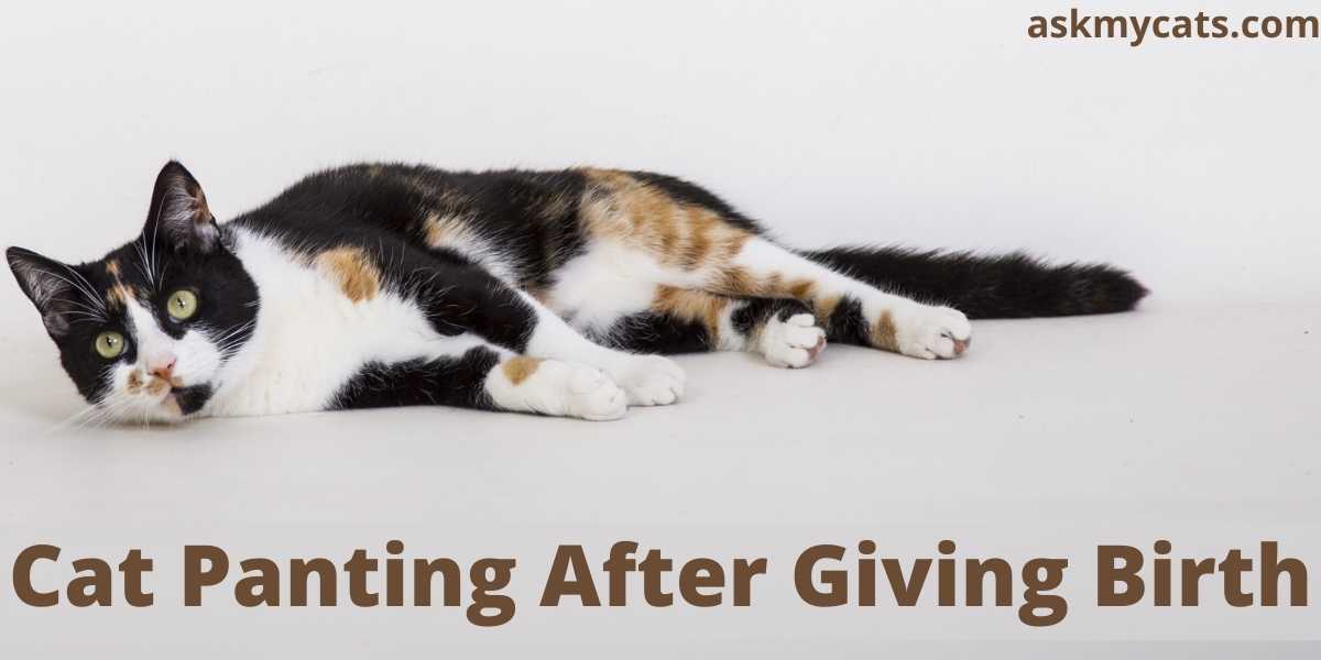 Cat Panting After Giving Birth: Know Possible Reasons