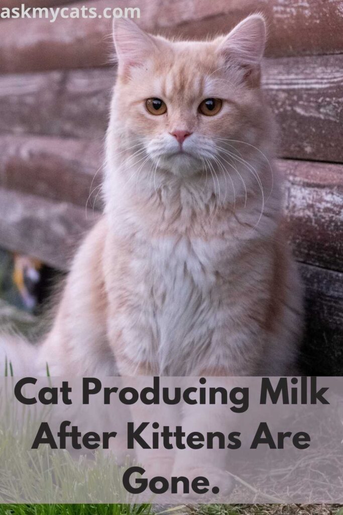 Cat Producing Milk After Kittens Are Gone.