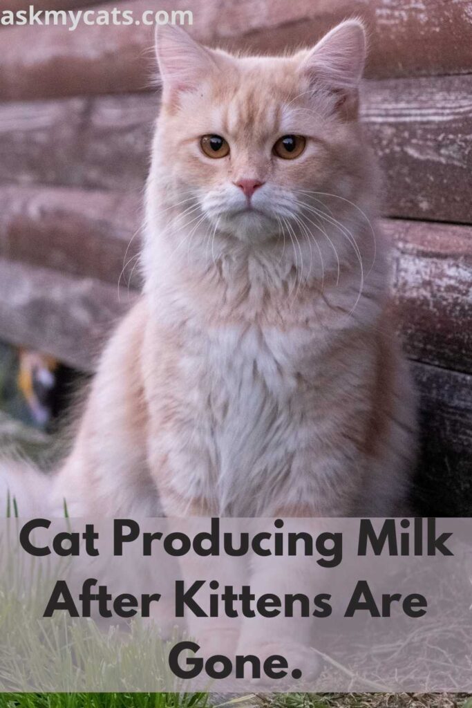 When do cats stop producing clearance milk