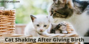 Cat Shaking After Giving Birth: Possible Reasons