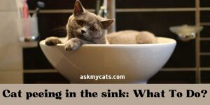 Cat Peeing In The Sink: What To Do?