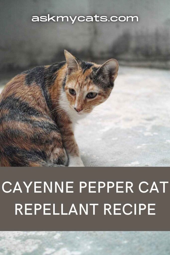 Cayenne Pepper Cat Repellant Recipe