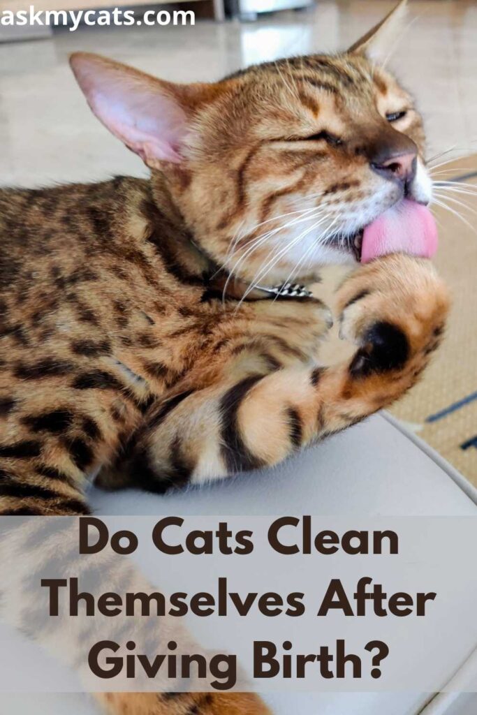 Do Cats Clean Themselves After Giving Birth?