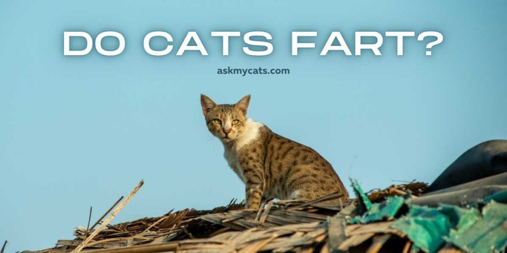 Do Cats Fart