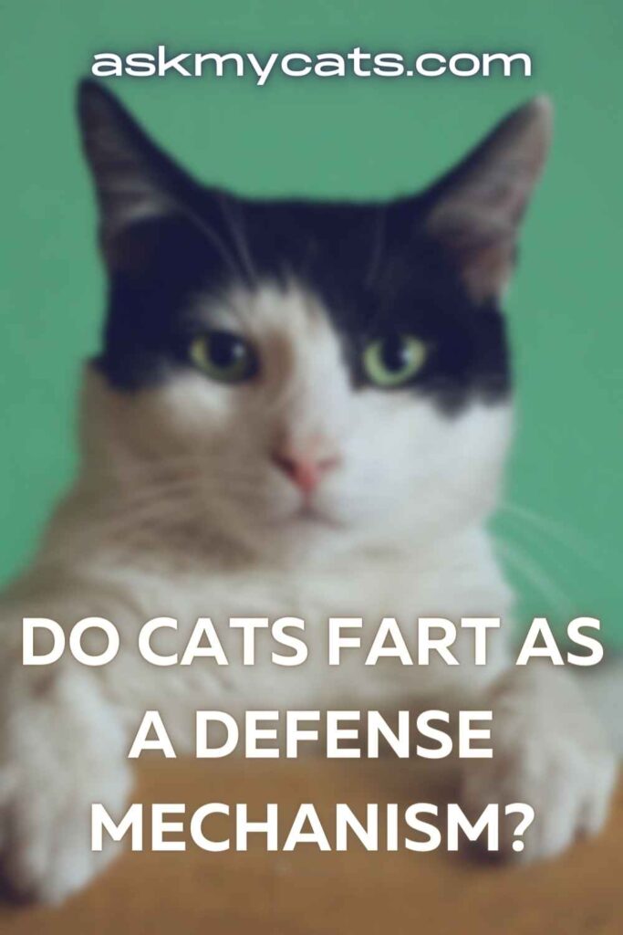 Do Cats Fart As A Defense Mechanism