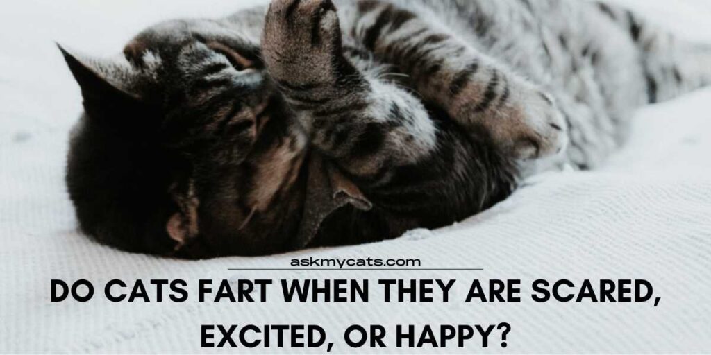 Do Cats Fart When They Are Scared, Excited, Or Happy