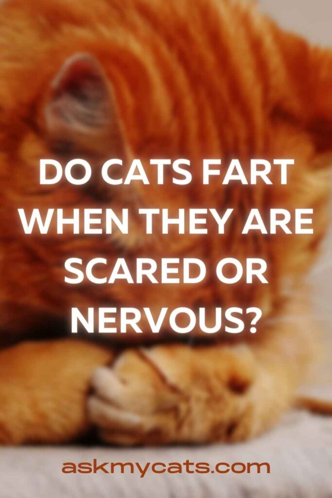 Do Cats Fart When They Are Scared Or Nervous