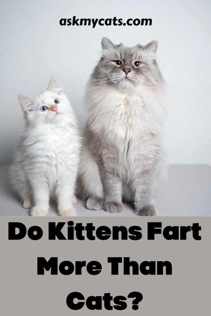 Do Kittens Fart More Than Cats?