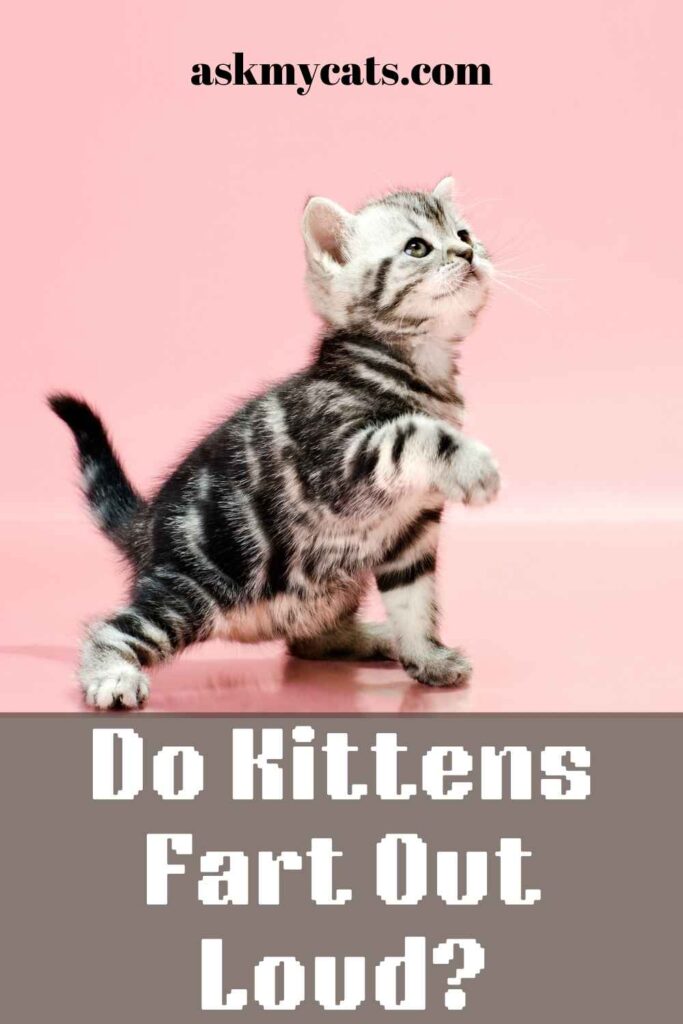 Do Kittens Fart Out Loud?