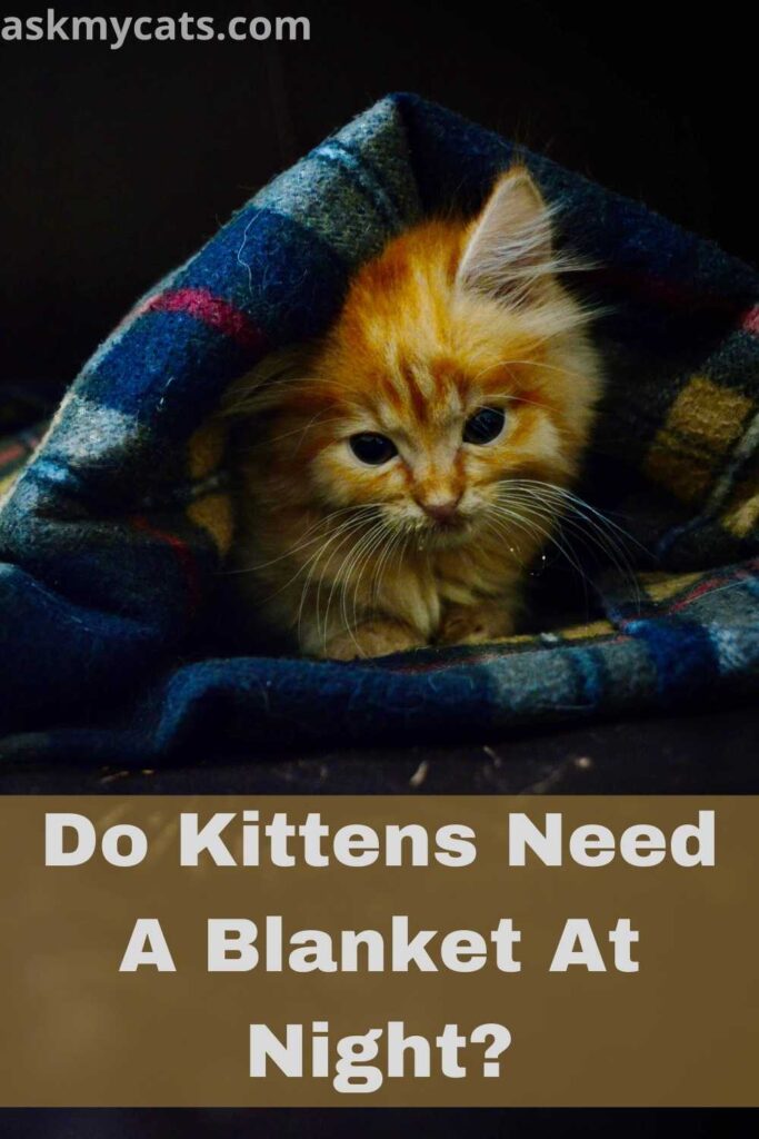 Do Kittens Need A Blanket At Night?